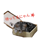 マンチカンのLuna＆Leo2（個別スタンプ：37）