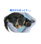 かわいいチワワちゃん（個別スタンプ：4）