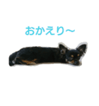 かわいいチワワちゃん（個別スタンプ：8）