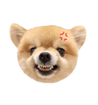ポメラニアンのトイ（個別スタンプ：12）