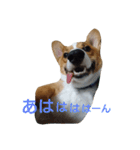 コーギー むた②（個別スタンプ：4）