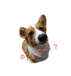 コーギー むた②（個別スタンプ：14）