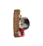 hi！ I'm shizuku 2（個別スタンプ：19）
