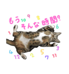 立ち耳スコ るいたん（個別スタンプ：3）
