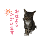 立ち耳スコ るいたん（個別スタンプ：6）