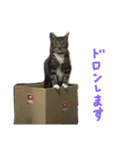 立ち耳スコ るいたん（個別スタンプ：12）