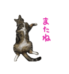 立ち耳スコ るいたん（個別スタンプ：20）
