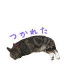 立ち耳スコ るいたん（個別スタンプ：22）