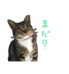 立ち耳スコ るいたん（個別スタンプ：24）