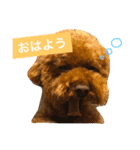 トイプー三兄弟（個別スタンプ：1）