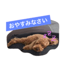 トイプー三兄弟（個別スタンプ：2）
