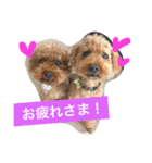 トイプー三兄弟（個別スタンプ：3）