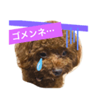 トイプー三兄弟（個別スタンプ：4）