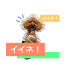 トイプー三兄弟（個別スタンプ：5）