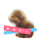 トイプー三兄弟（個別スタンプ：6）