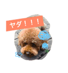 トイプー三兄弟（個別スタンプ：7）