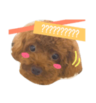 トイプー三兄弟（個別スタンプ：8）