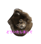 no dog no life3（個別スタンプ：11）