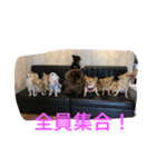 no dog no life3（個別スタンプ：13）