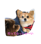 no dog no life3（個別スタンプ：14）