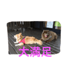 no dog no life3（個別スタンプ：29）