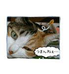 Cat is See（個別スタンプ：1）