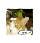 Cat is See（個別スタンプ：4）