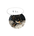 きょうのレオンさん（個別スタンプ：2）