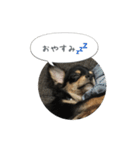 きょうのレオンさん（個別スタンプ：5）