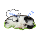 my pet (dog) 2（個別スタンプ：1）