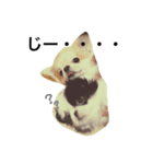 my pet (dog) 2（個別スタンプ：2）