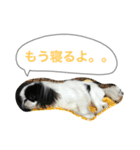 my pet (dog) 2（個別スタンプ：3）