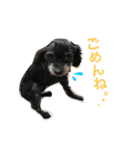 my pet (dog) 2（個別スタンプ：5）