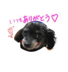 my pet (dog) 2（個別スタンプ：6）