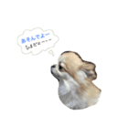 my pet (dog) 2（個別スタンプ：7）