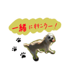 my pet (dog) 2（個別スタンプ：8）