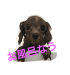 tora628（個別スタンプ：1）