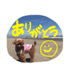 レディとぽこにゃん（個別スタンプ：7）