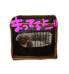 レディとぽこにゃん（個別スタンプ：11）