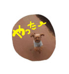 レディとぽこにゃん（個別スタンプ：15）