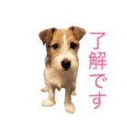 ジャックラッセルのソーイ君（個別スタンプ：2）