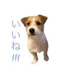 ジャックラッセルのソーイ君（個別スタンプ：10）