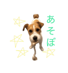 ジャックラッセルのソーイ君（個別スタンプ：14）