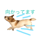 ジャックラッセルのソーイ君（個別スタンプ：15）