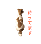 ジャックラッセルのソーイ君（個別スタンプ：18）