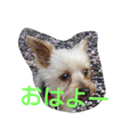 momo  vol.3（個別スタンプ：1）