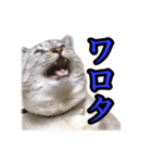 おとなしいねこ（個別スタンプ：2）