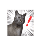 おとなしいねこ（個別スタンプ：3）