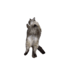 おとなしいねこ（個別スタンプ：4）