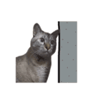 おとなしいねこ（個別スタンプ：5）